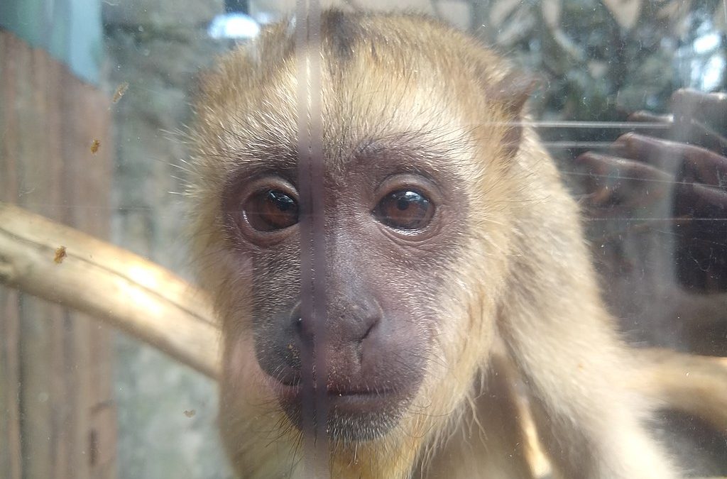 Florida residents are going bananas after this scary rise in monkey sightings