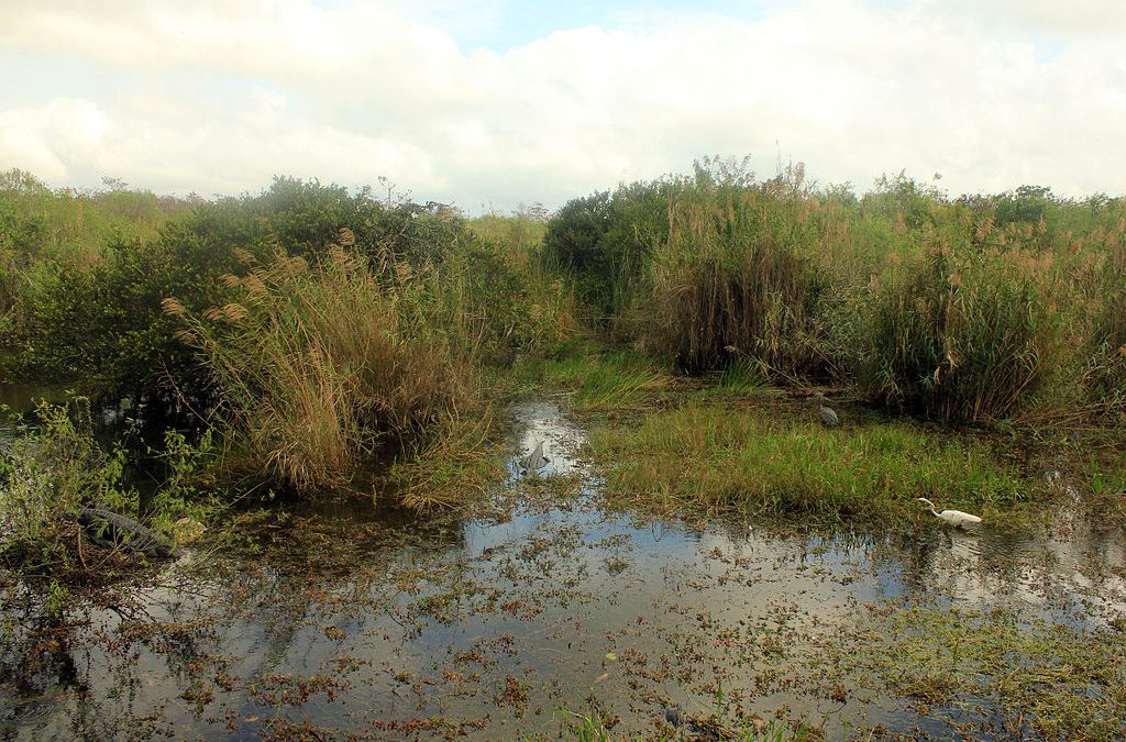 It took five people to handle this one creature a Florida man caught in the Everglades