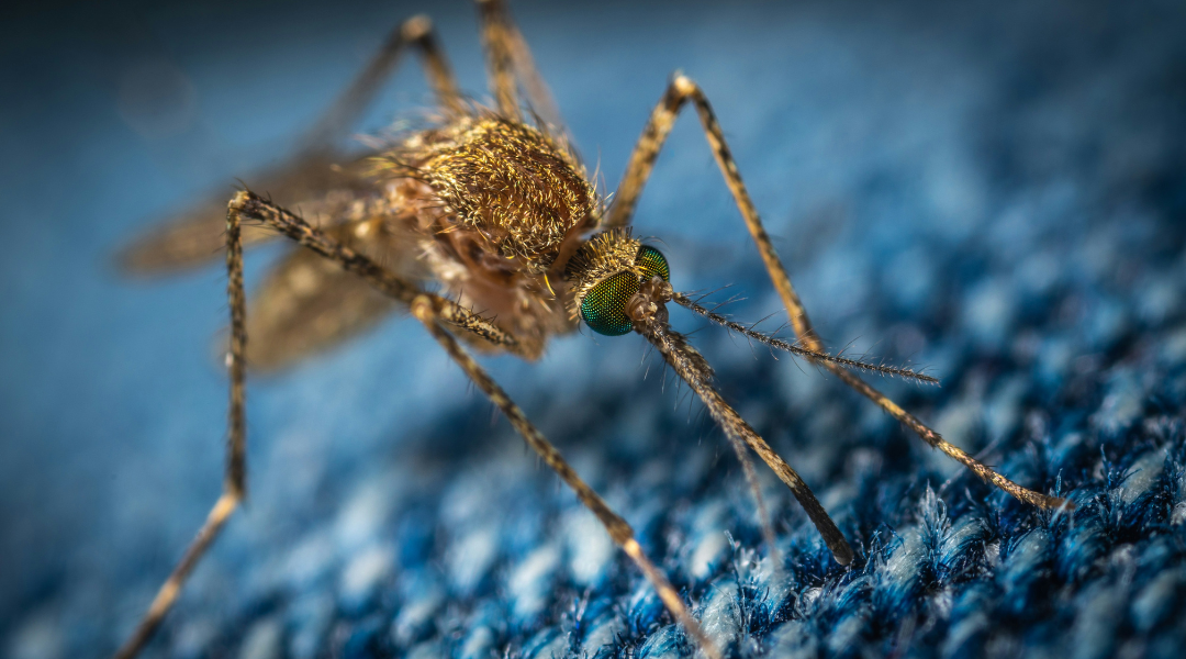 Florida is going to war with mosquitos using this surprising tactic