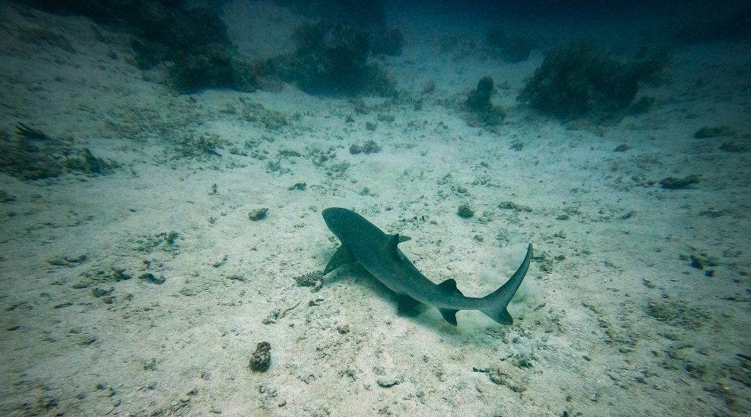 A biologist gave this surprising answer about the rise in shark attacks in Florida