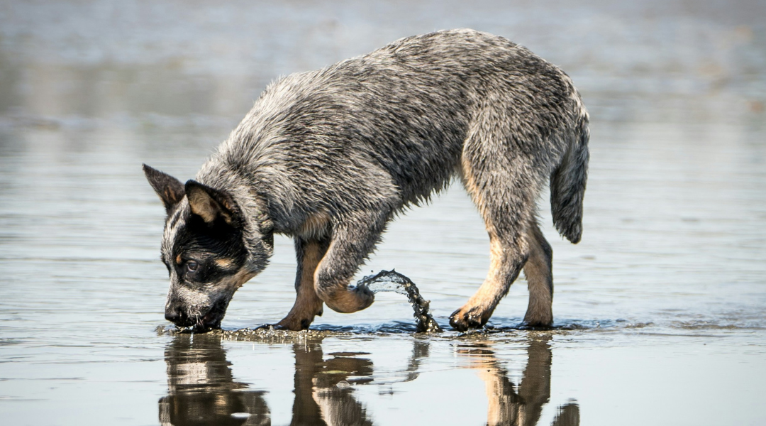 A Florida dog survived the worst when a boating trip went terribly wrong